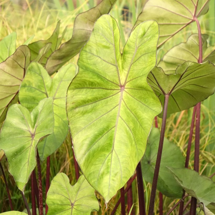 Colocasia esculenta Fontanesii (Follaje)