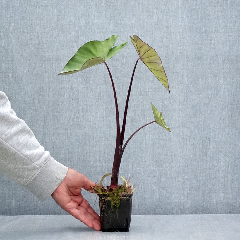 Ejemplar de Colocasia esculenta Fontanesii Maceta de 8/9 cm entregado en verano