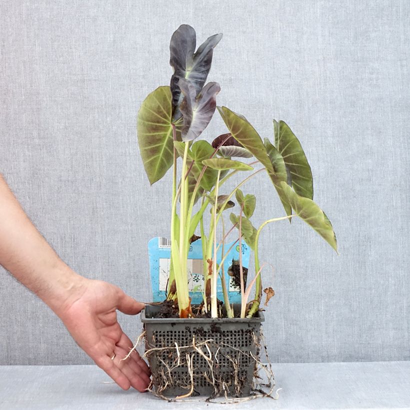 Ejemplar de Colocasia esculenta Maceta 4L/5L entregado en verano