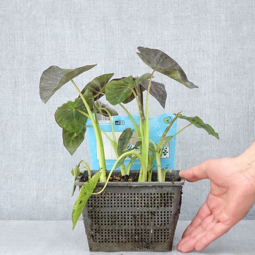 Colocasia esculenta - Oreille d'éléphant - Taro - Pot de 4L/5L Ejemplar entregado en la primavera