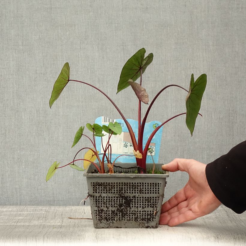 Ejemplar de Colocasia Hawaiian Punch Maceta 4L/5L calibre 18/20 entregado en otoño