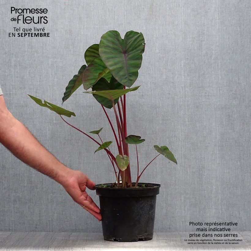 Ejemplar de Colocasia Madeira Maceta 3L/4L entregado en otoño