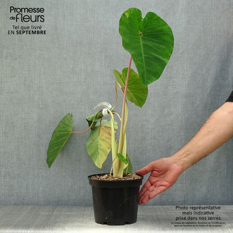 Ejemplar de Colocasia Sangria Maceta 3L/4L entregado en otoño