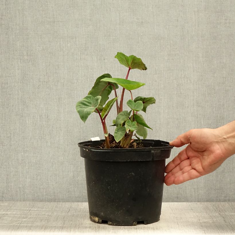 Ejemplar de Colocasia Sangria - Oreille d'Eléphant  Pot de 3L/4L entregado en verano