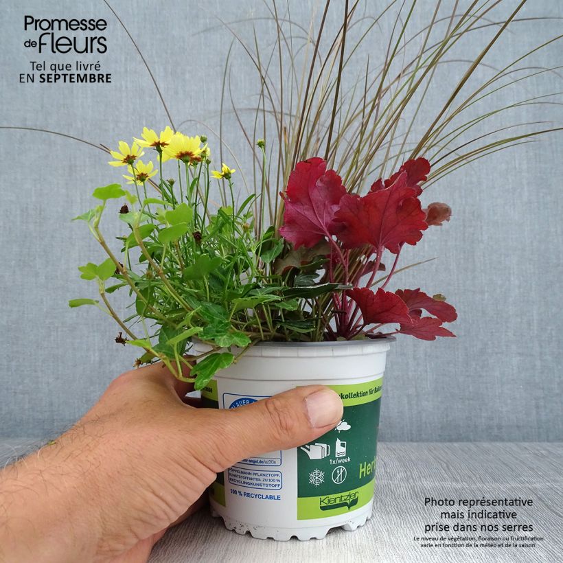 Ejemplar de Composition Full of Joy - composition de 4 plantes Pot de 12 cm entregado en otoño