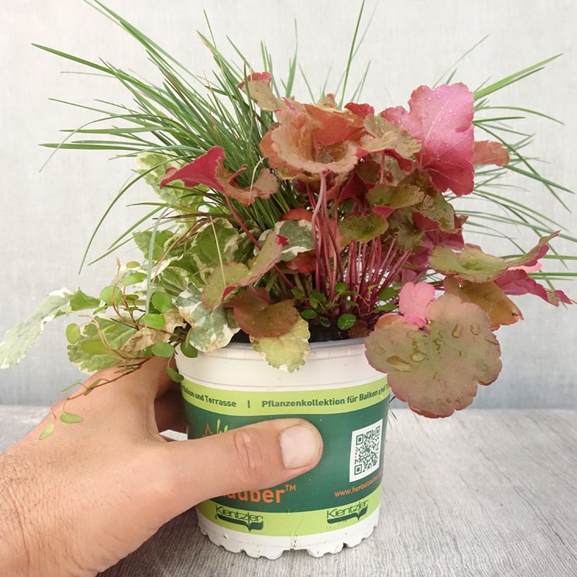 Ejemplar de Composition Sunkissed - composition de 4 plantes Pot de 12 cm / 13 cm entregado en verano