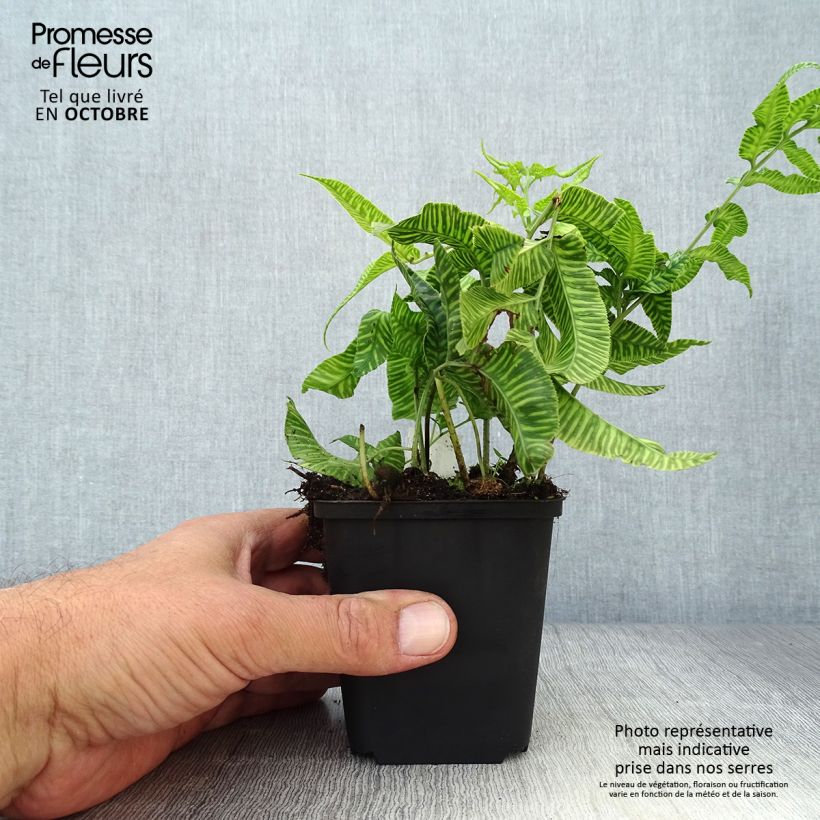 Ejemplar de Coniogramme emeiensis - Helecho de bambú Maceta de 8/9 cm entregado en otoño