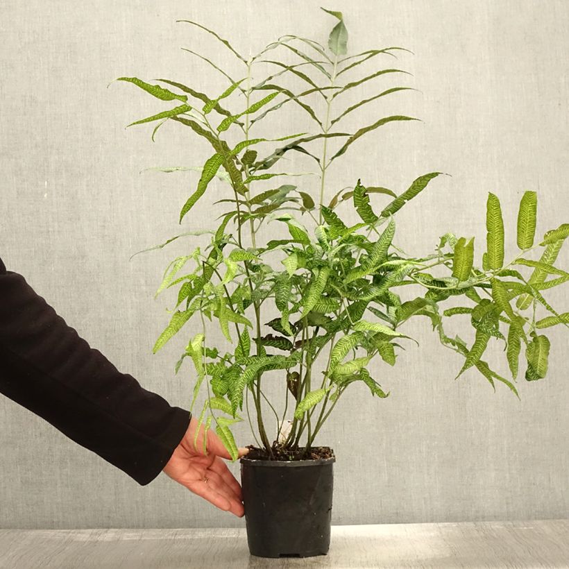 Ejemplar de Coniogramme emeiensis - Helecho de bambú Maceta 2L/3L entregado en otoño