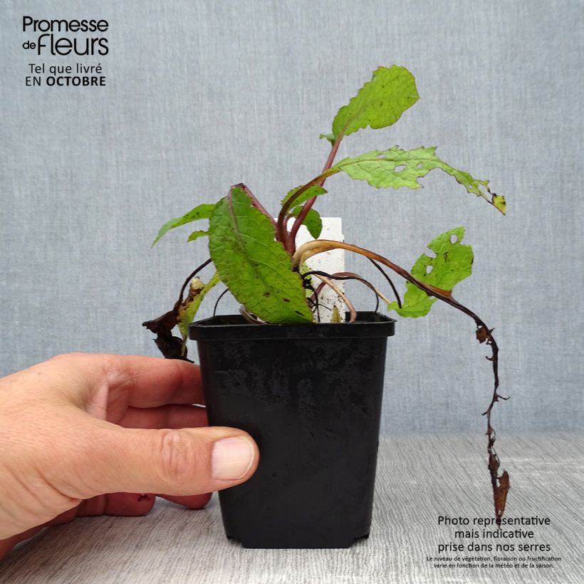 Ejemplar de Consuelda - Symphytum grandiflorum Maceta de 8/9 cm entregado en otoño