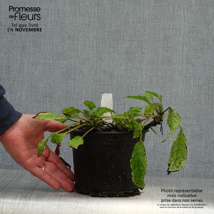 Ejemplar de Consuelda - Symphytum grandiflorum Maceta 2L/3L entregado en otoño