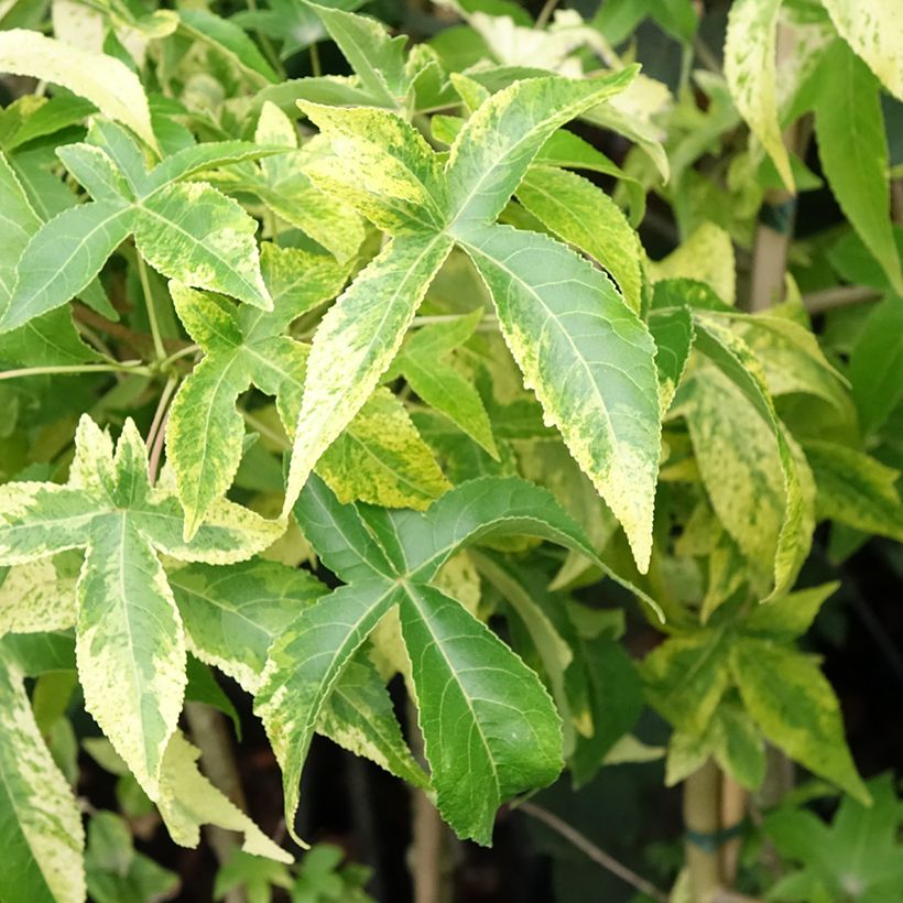 Liquidambar styraciflua Aurora (Follaje)
