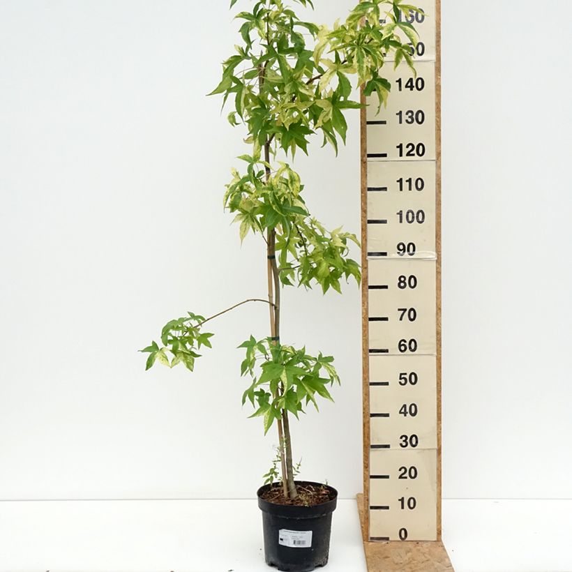 Ejemplar de Liquidambar styraciflua Aurora Maceta 4L/5L entregado en verano