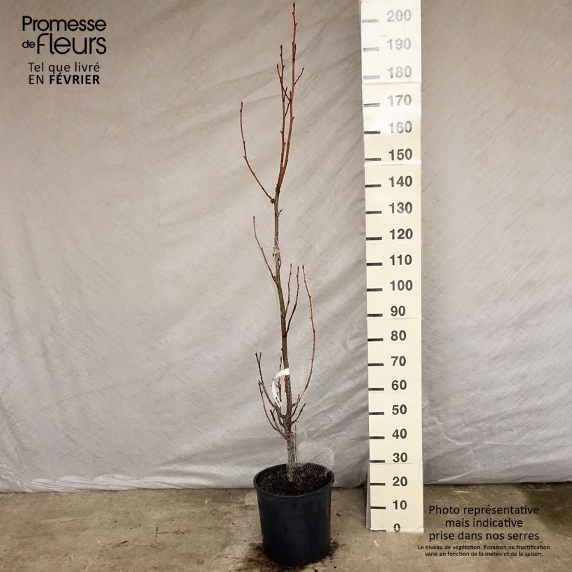 Liquidambar styracyflua Stella Maceta 12L/15L Ejemplar entregado en invierno