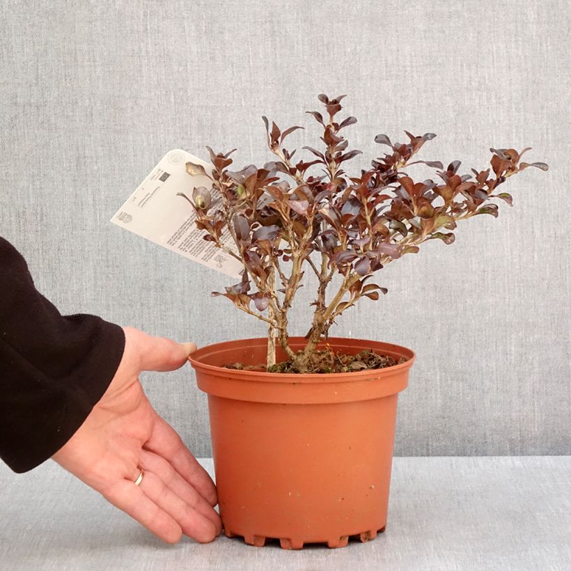 Coprosma Chocolate Soldier Maceta 2L/3L Ejemplar entregado en invierno