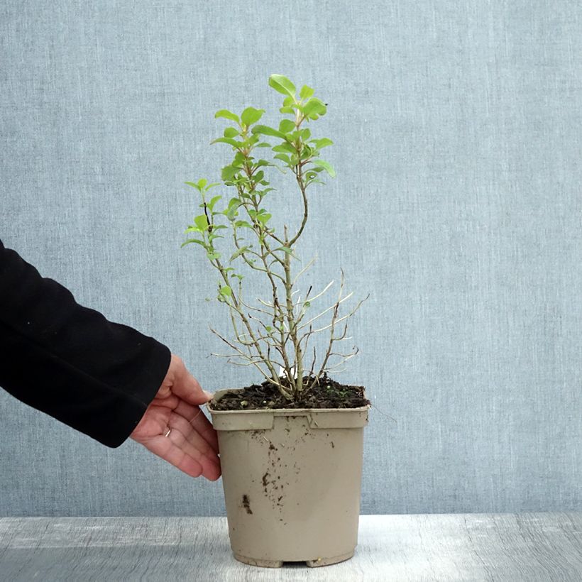 Ejemplar de Coprosma robusta Pina colada Maceta 3L/4L entregado en otoño