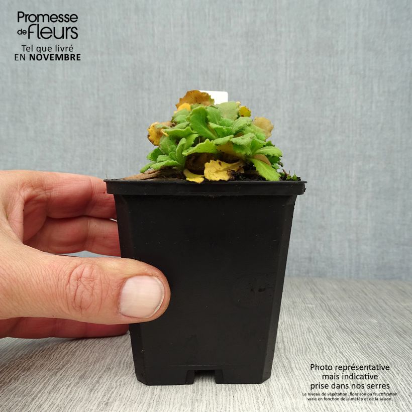 Ejemplar de Arabis caucasica Bakkely Maceta de 8/9 cm entregado en otoño