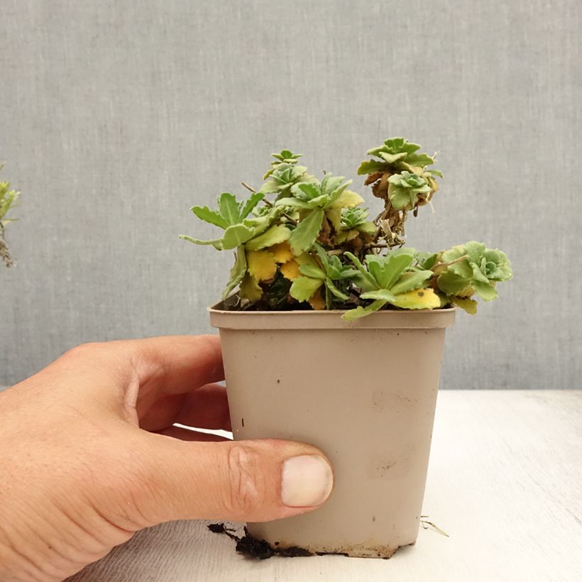 Ejemplar de Arabis caucasica Bakkely Maceta de 8/9 cm entregado en verano