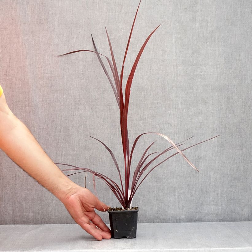 Ejemplar de Cordiline Design a Line Burgundy- Cordyline australis Maceta de 8/9 cm entregado en verano