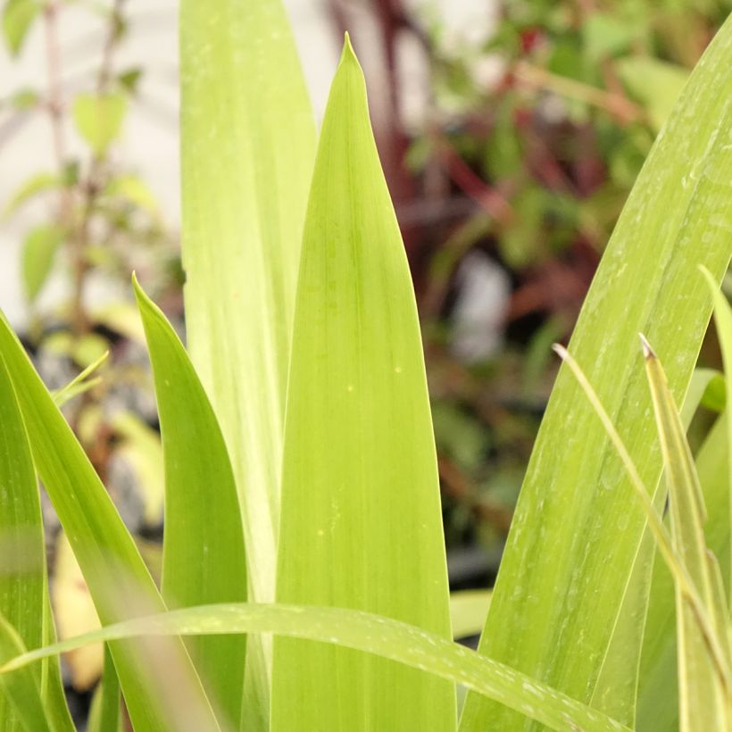 Cordiline Emerald Star- Cordyline australis (Follaje)