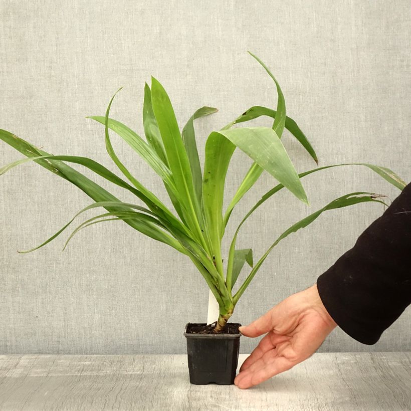 Ejemplar de Cordiline Emerald Star- Cordyline australis Maceta de 8/9 cm entregado en otoño