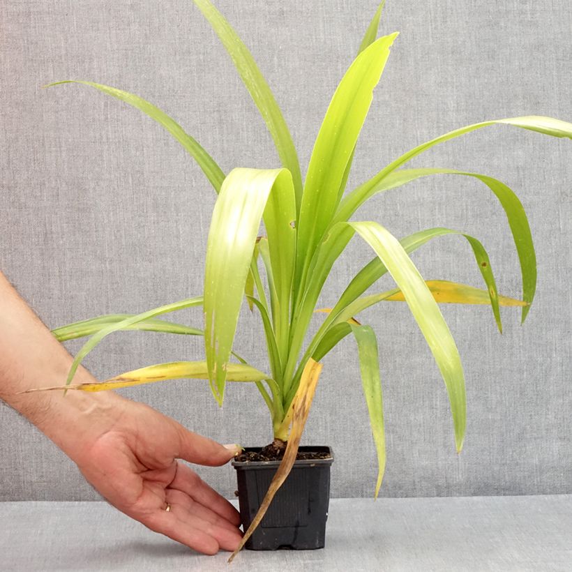 Ejemplar de Cordiline Emerald Star- Cordyline australis Maceta de 8/9 cm entregado en verano