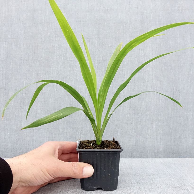 Cordiline Emerald Star- Cordyline australis Maceta de 8/9 cm Ejemplar entregado en la primavera