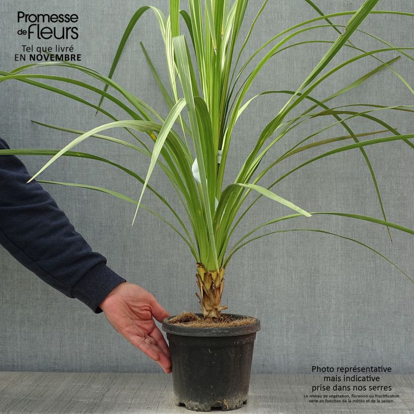 Ejemplar de Cordiline - Cordyline australis Maceta 3L/4L entregado en otoño