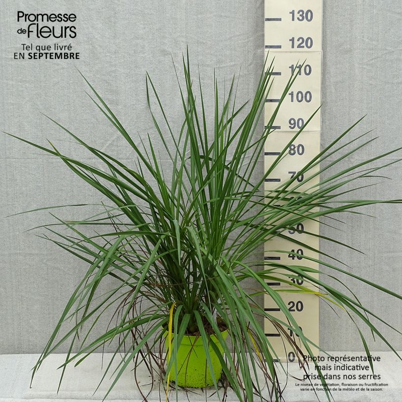 Ejemplar de Cordiline - Cordyline australis Maceta 6L/7L entregado en otoño