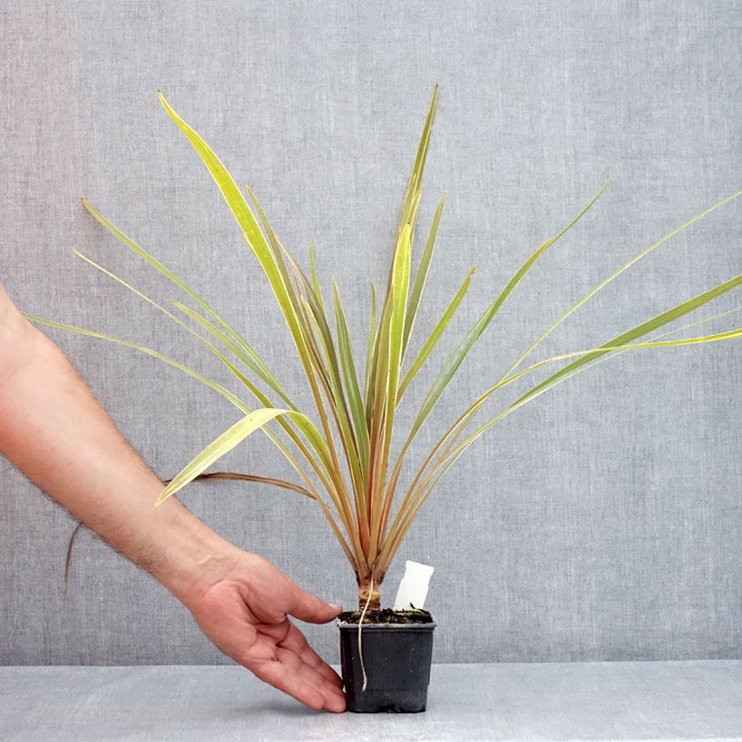 Ejemplar de Cordiline Fantasy- Cordyline australis Maceta de 8/9 cm entregado en verano