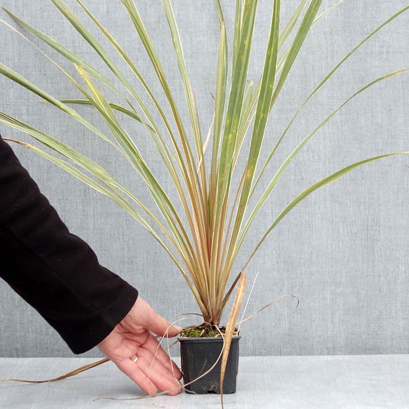 Cordiline Fantasy- Cordyline australis Maceta de 8/9 cm Ejemplar entregado en la primavera