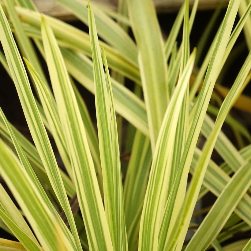 Cordiline Lime Passion- Cordyline australis (Follaje)
