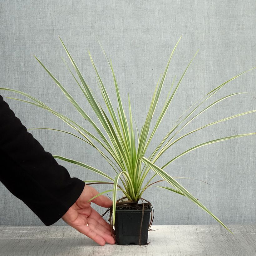 Ejemplar de Cordiline Lime Passion- Cordyline australis Maceta de 8/9 cm entregado en otoño