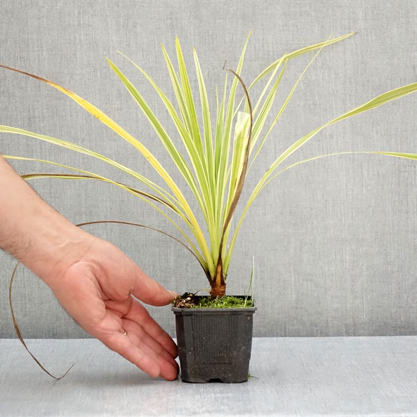 Ejemplar de Cordiline Lime Passion- Cordyline australis Maceta de 8/9 cm entregado en verano