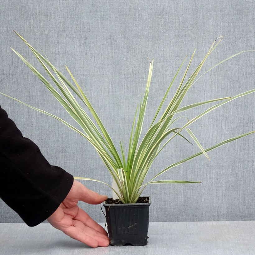 Cordiline Lime Passion- Cordyline australis Maceta de 8/9 cm Ejemplar entregado en la primavera