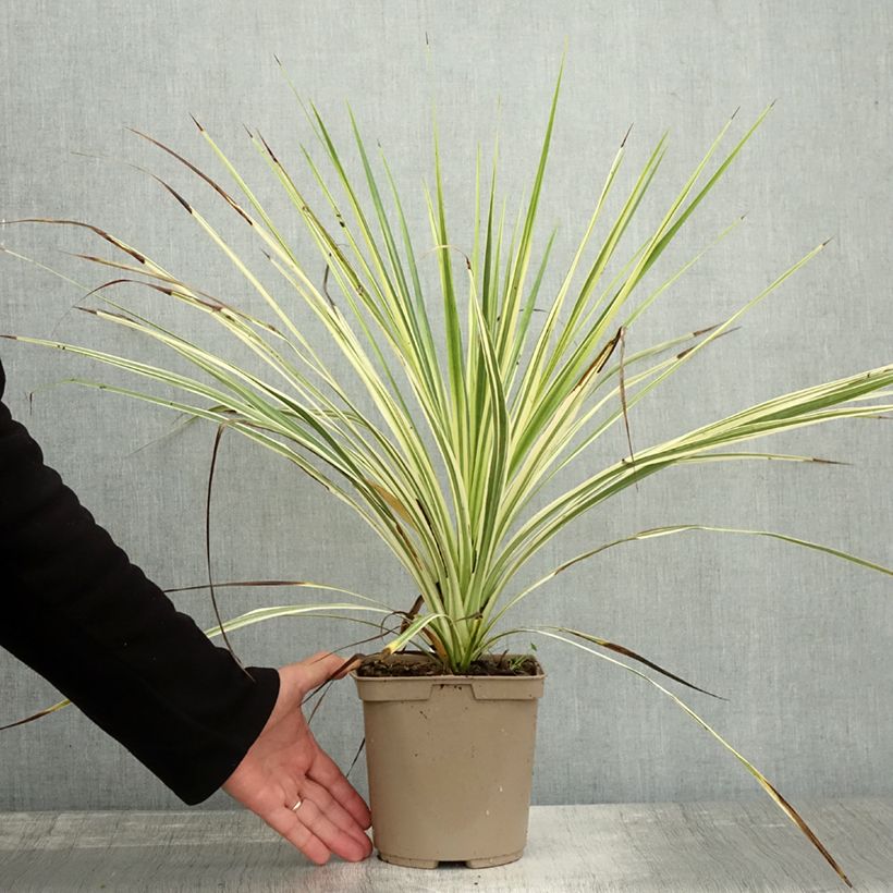 Ejemplar de Cordiline Lime Passion- Cordyline australis Maceta 2L/3L entregado en otoño
