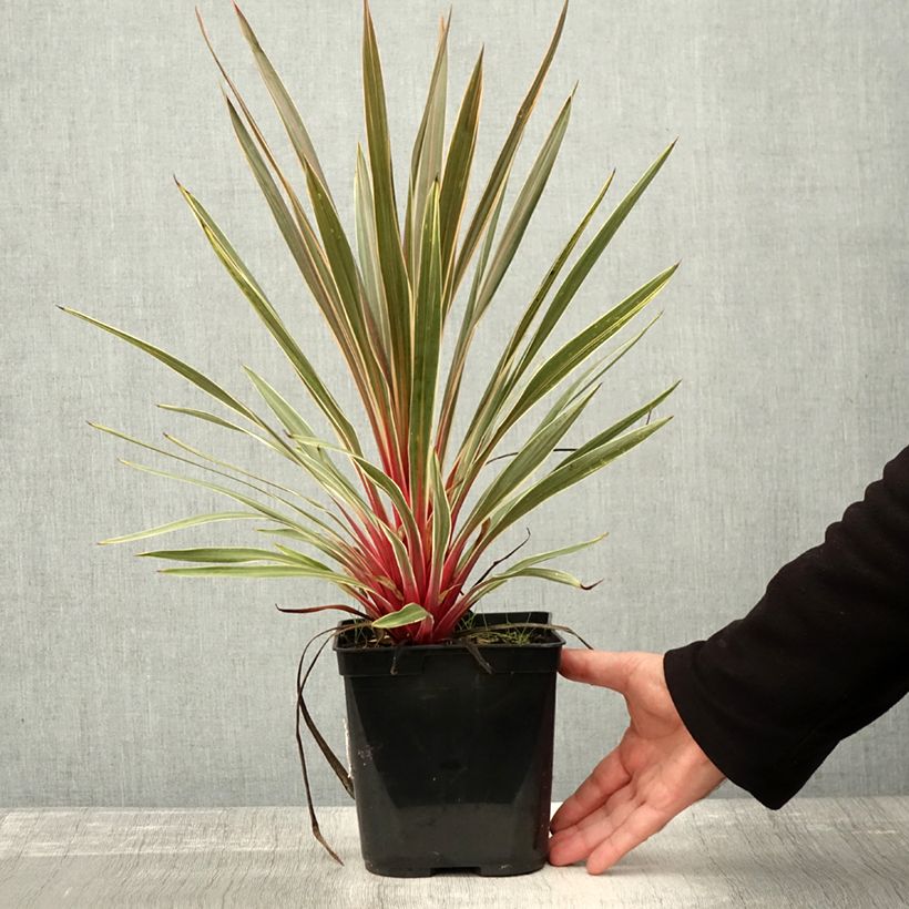 Ejemplar de Cordiline Magic Star- Cordyline australis Maceta 3L/4L entregado en otoño