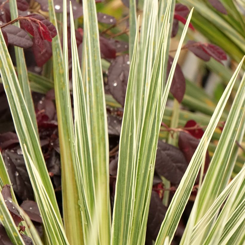 Cordiline Pink Champagne- Cordyline australis (Follaje)