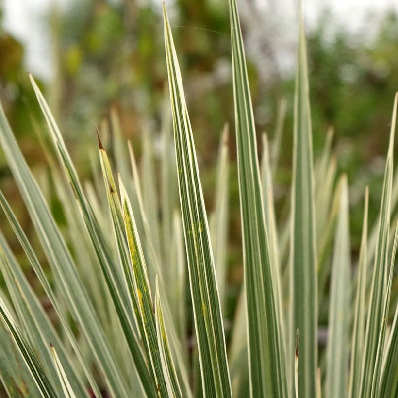 Cordiline Pink Champagne- Cordyline australis (Follaje)