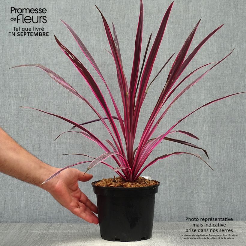 Ejemplar de Cordiline Pink passion- Cordyline australis Maceta 2L/3L entregado en otoño