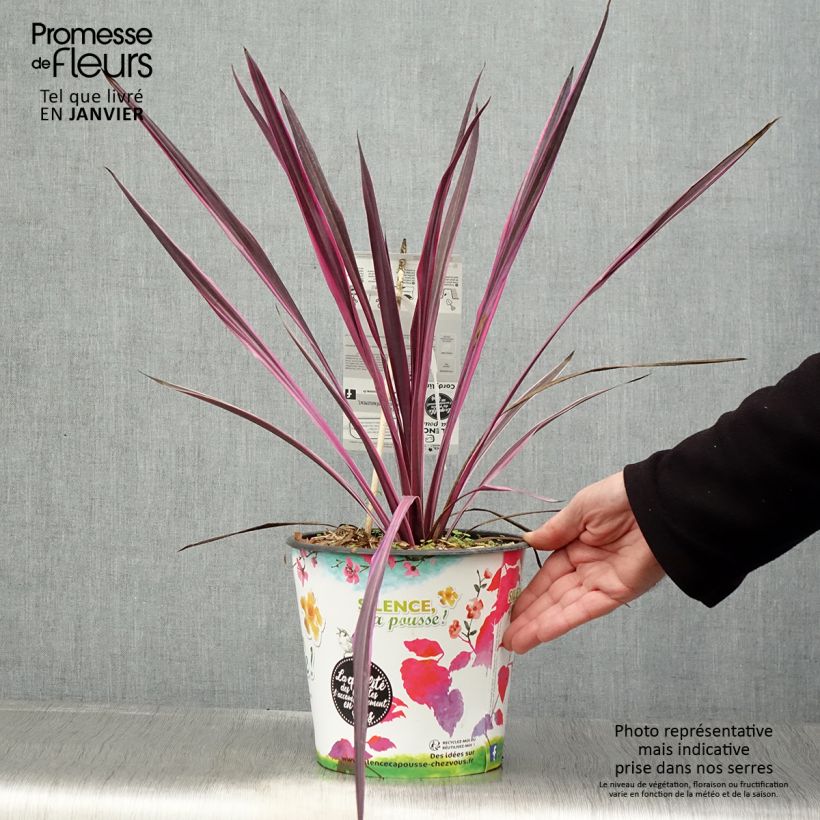 Cordiline Pink passion- Cordyline australis Maceta 4L/5L Ejemplar entregado en invierno