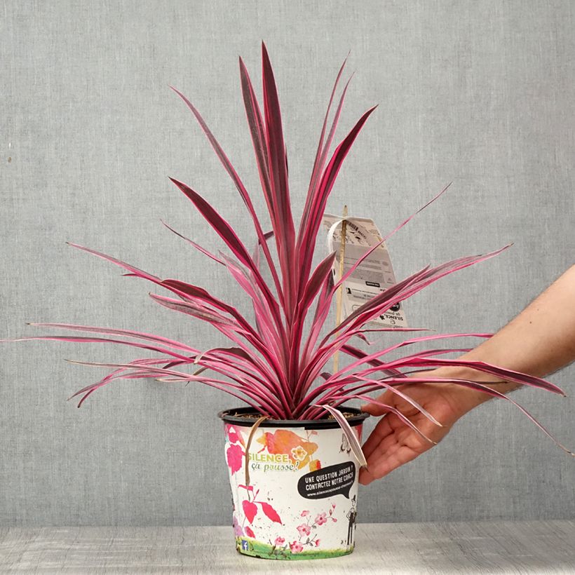 Cordiline Pink passion- Cordyline australis Maceta 4L/5LAltura de entrega aprox. 40/60cm Ejemplar entregado en la primavera