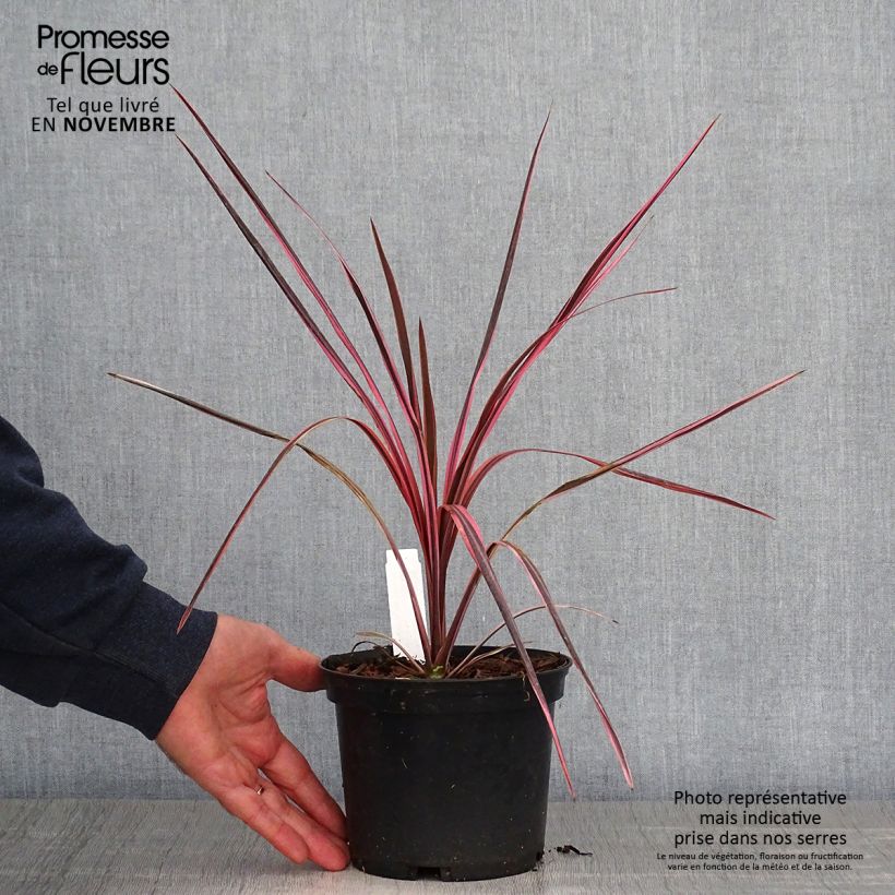 Ejemplar de Cordiline Southern Splendour- Cordyline australis Maceta 2L/3L entregado en otoño