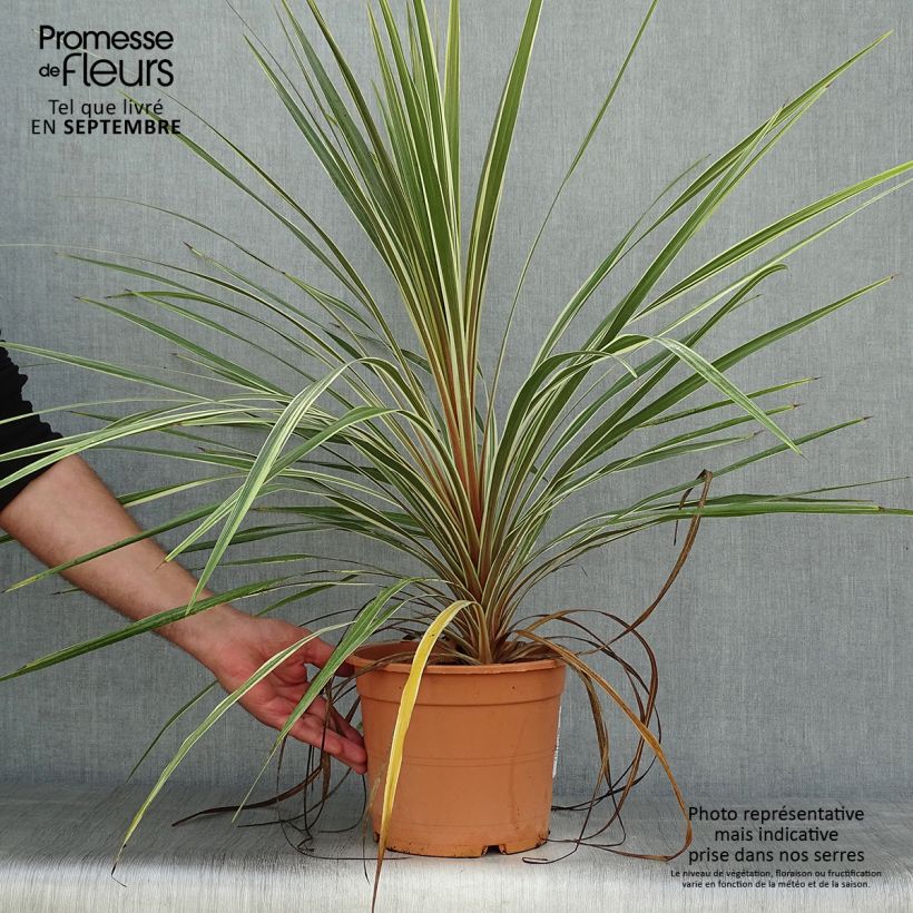 Ejemplar de Cordiline Torbay Dazzler- Cordyline australis Maceta 4L/5L entregado en otoño