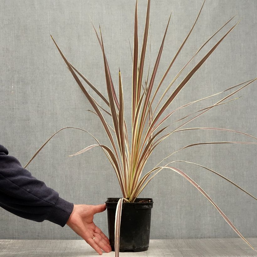 Ejemplar de Cordyline banksii Electric Flash Maceta 3L/4L entregado en verano
