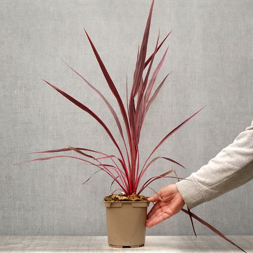 Ejemplar de Cordyline banksii Electric Pink Maceta 3L/4L entregado en verano