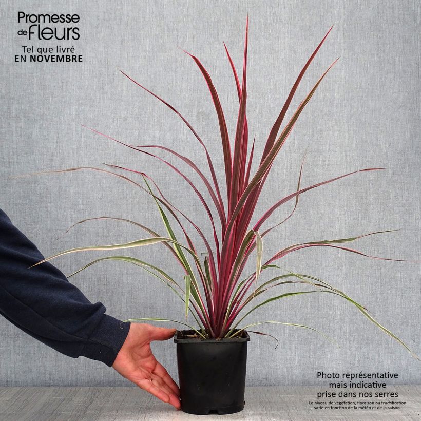 Ejemplar de Cordyline banksii Can Can Maceta 2L/3L entregado en otoño