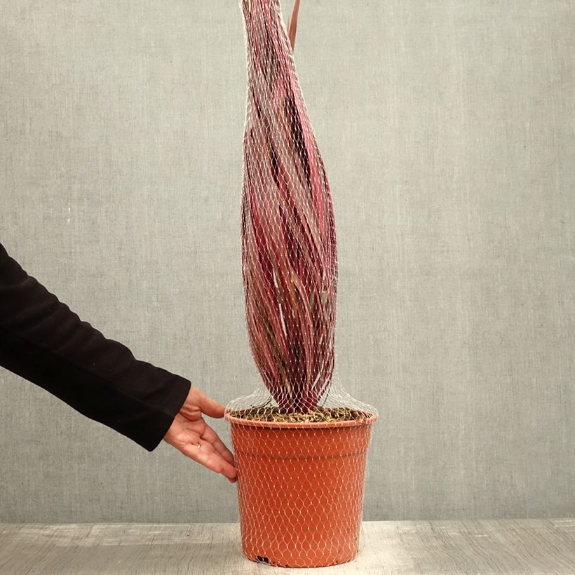 Ejemplar de Cordiline Charlie boy- Cordyline australis Maceta 4L/5L entregado en otoño