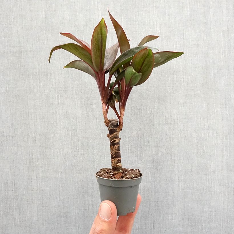 Cordyline fructicosa Purple Compacta Mini-plante Ejemplar entregado en la primavera
