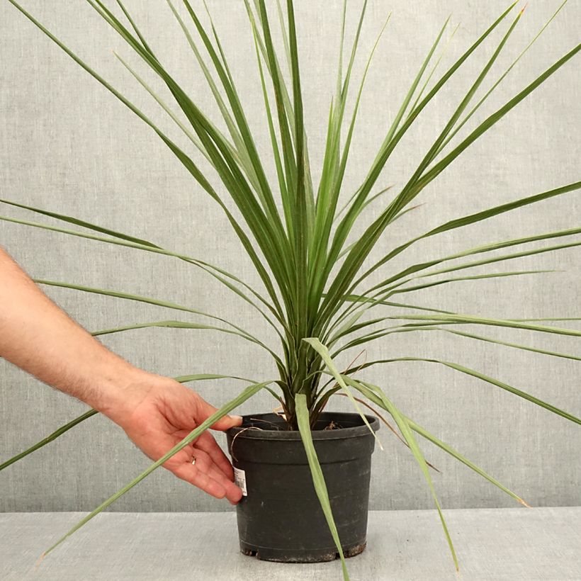 Ejemplar de Cordyline indivisa Maceta 3L/4L entregado en verano