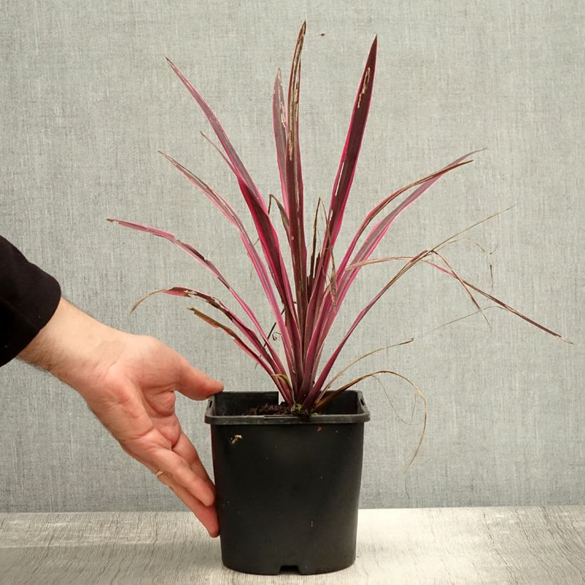 Ejemplar de Cordyline Paso Doble Maceta 1,5L/2L entregado en otoño
